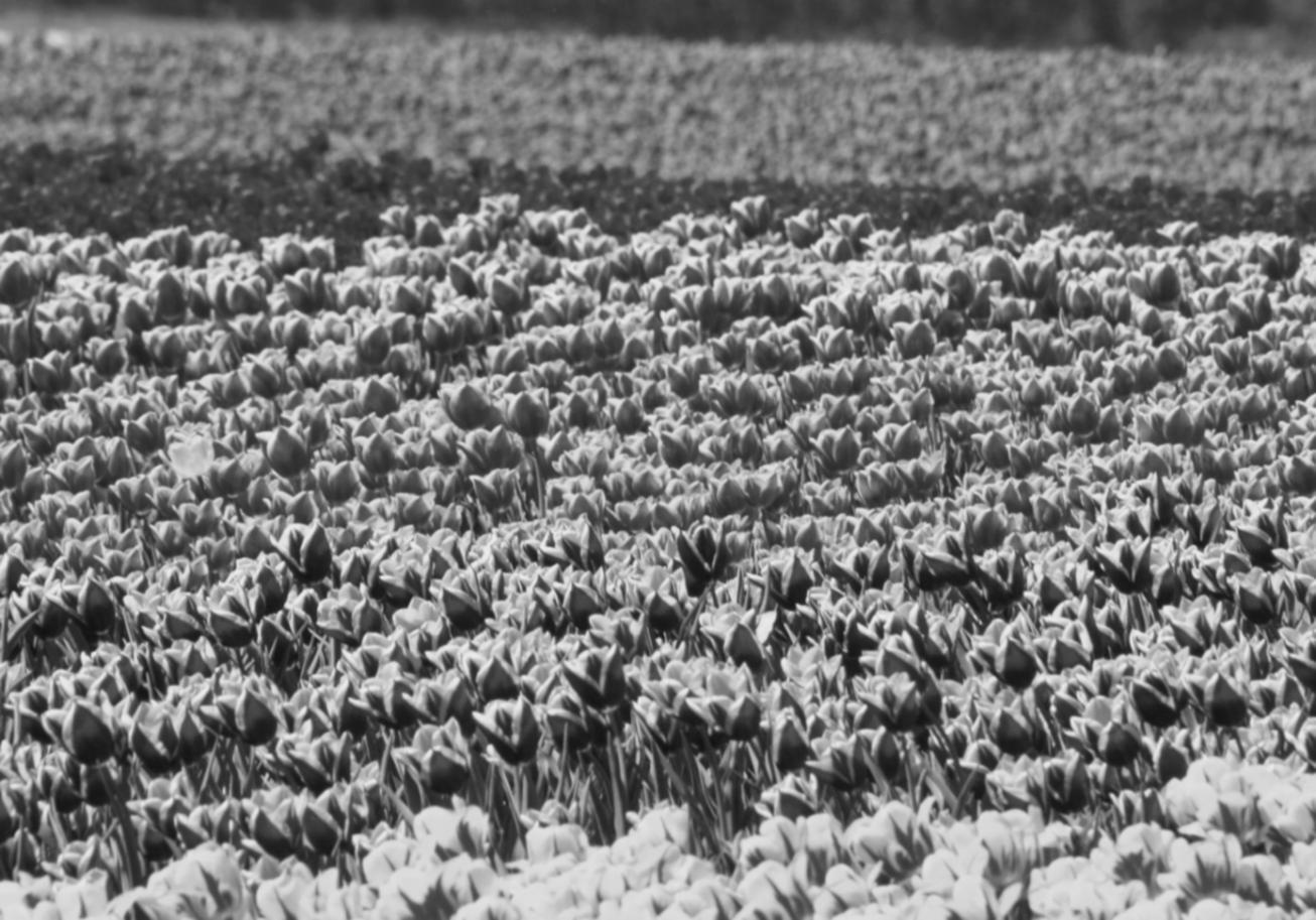 Our support team ready to help with your flower delivery needs