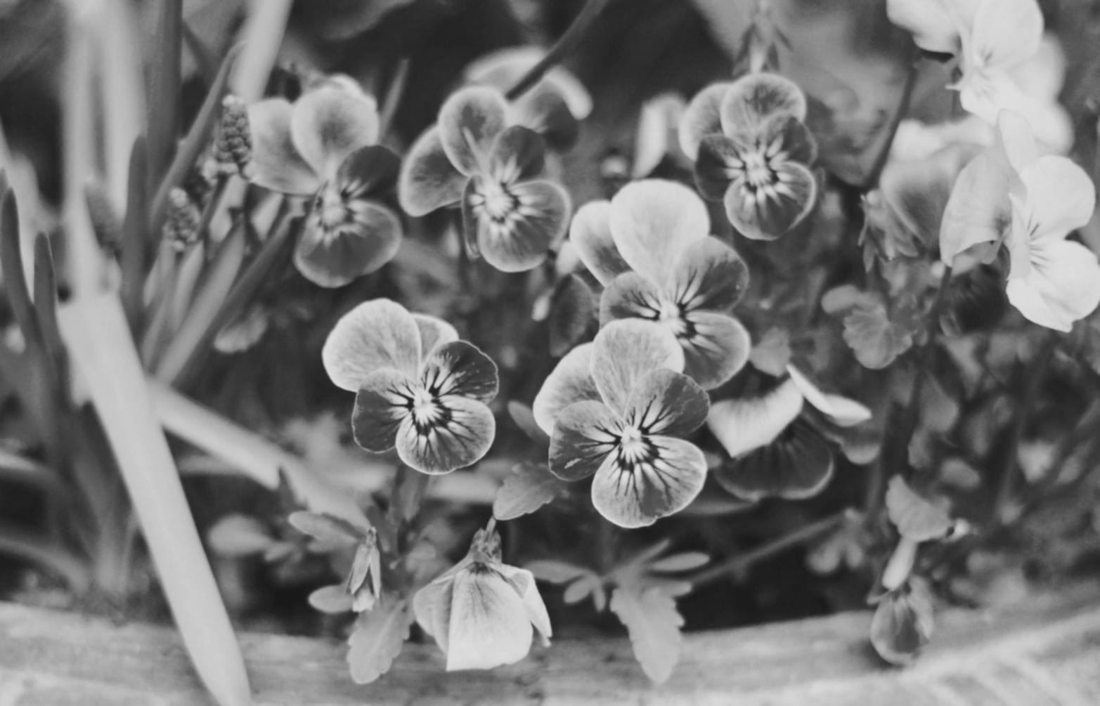 Advanced flower conditioning and arrangement process