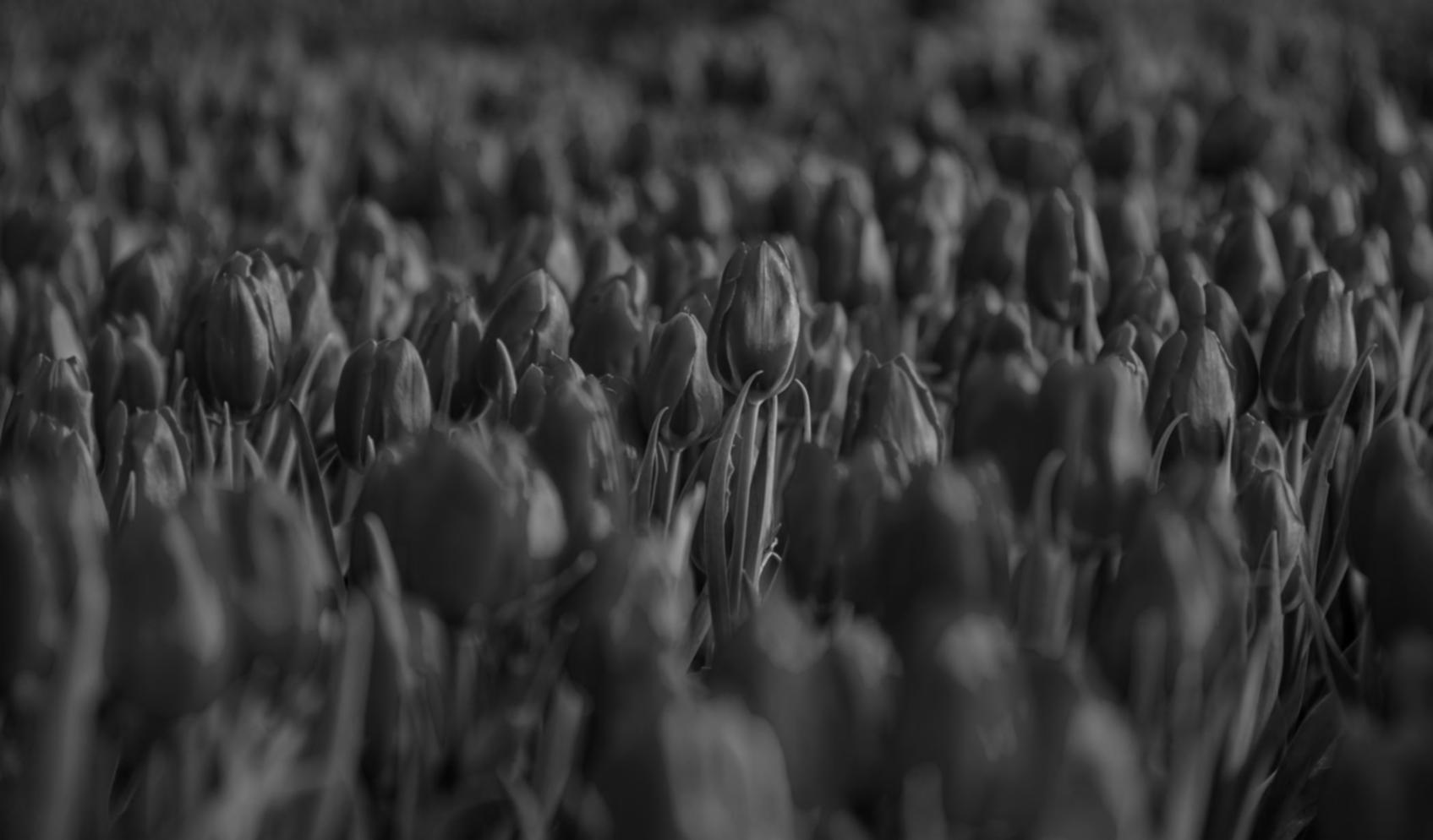 Fresh flower arrangements being prepared for delivery in our temperature-controlled facility